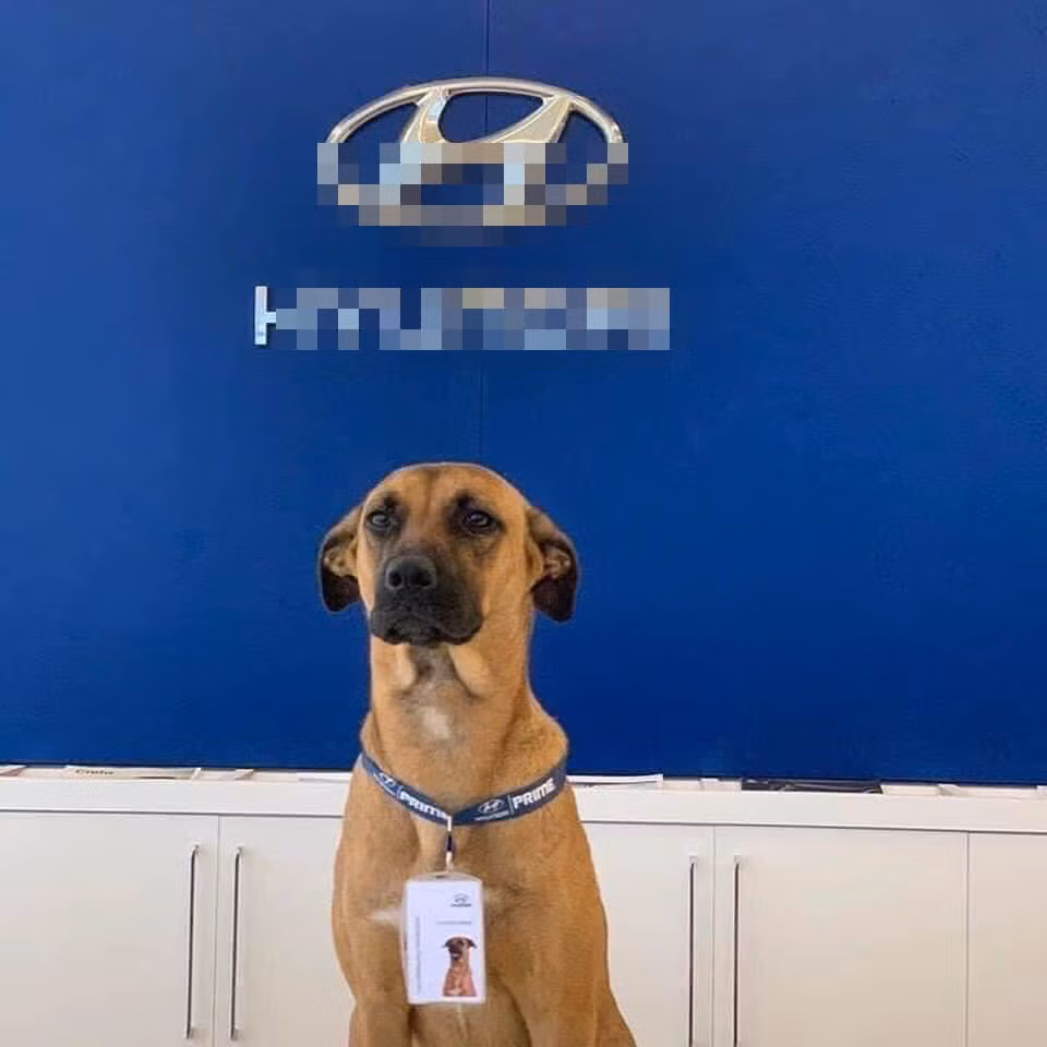 Chính thức trở thành "nhân viên" tại đây, Tucson Prime được chủ cấp luôn thẻ riêng của đại lý. Trên thẻ nhân viên này có cả ảnh chụp của chú chó và in thêm tên. 
