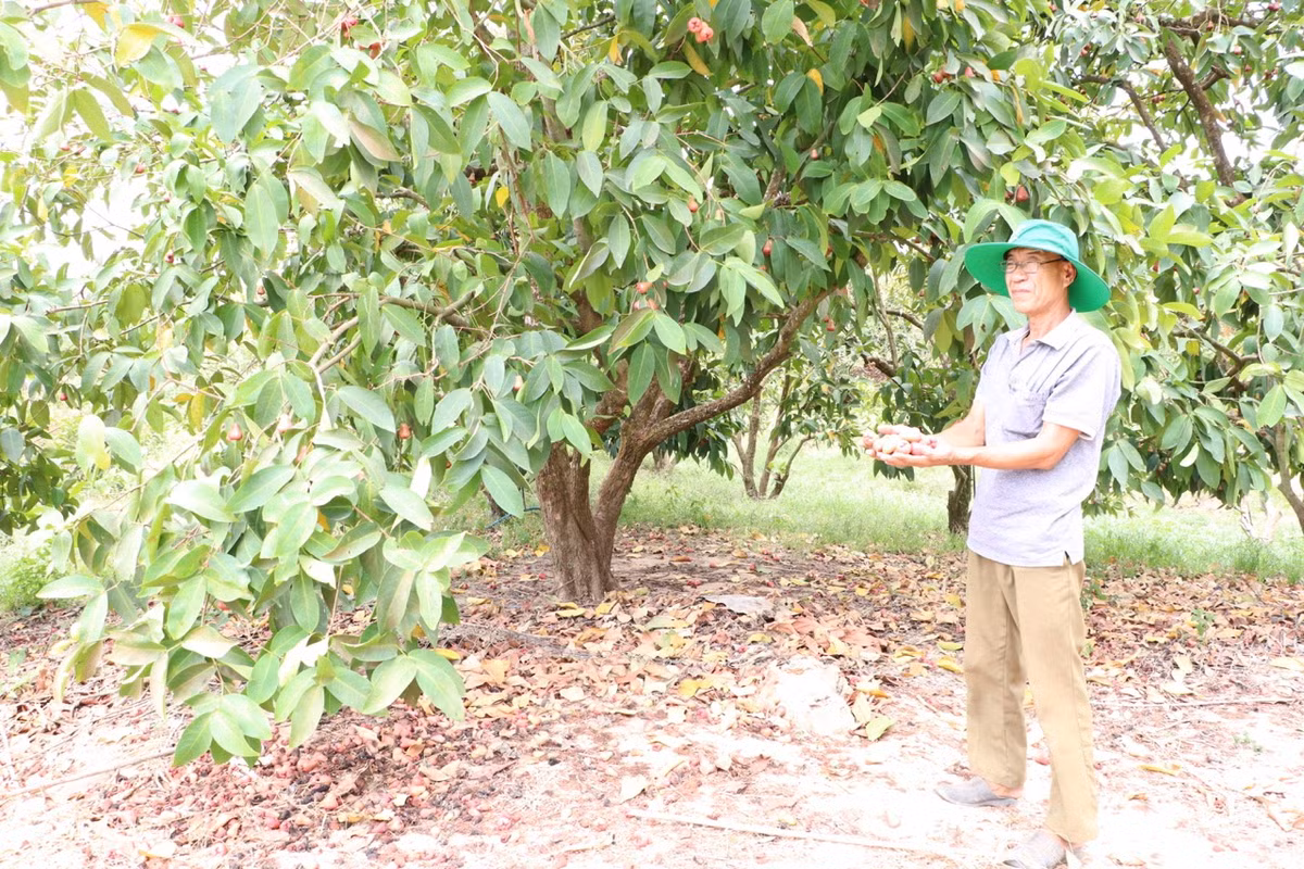 Cây rụng trái vì thiếu nước