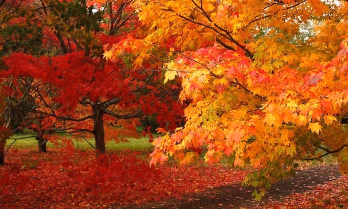 Màu sắc của lá phong đỏ Canada đã in sâu vào dòng máu của người dân Canada. (Nguồn: lesgo.me)