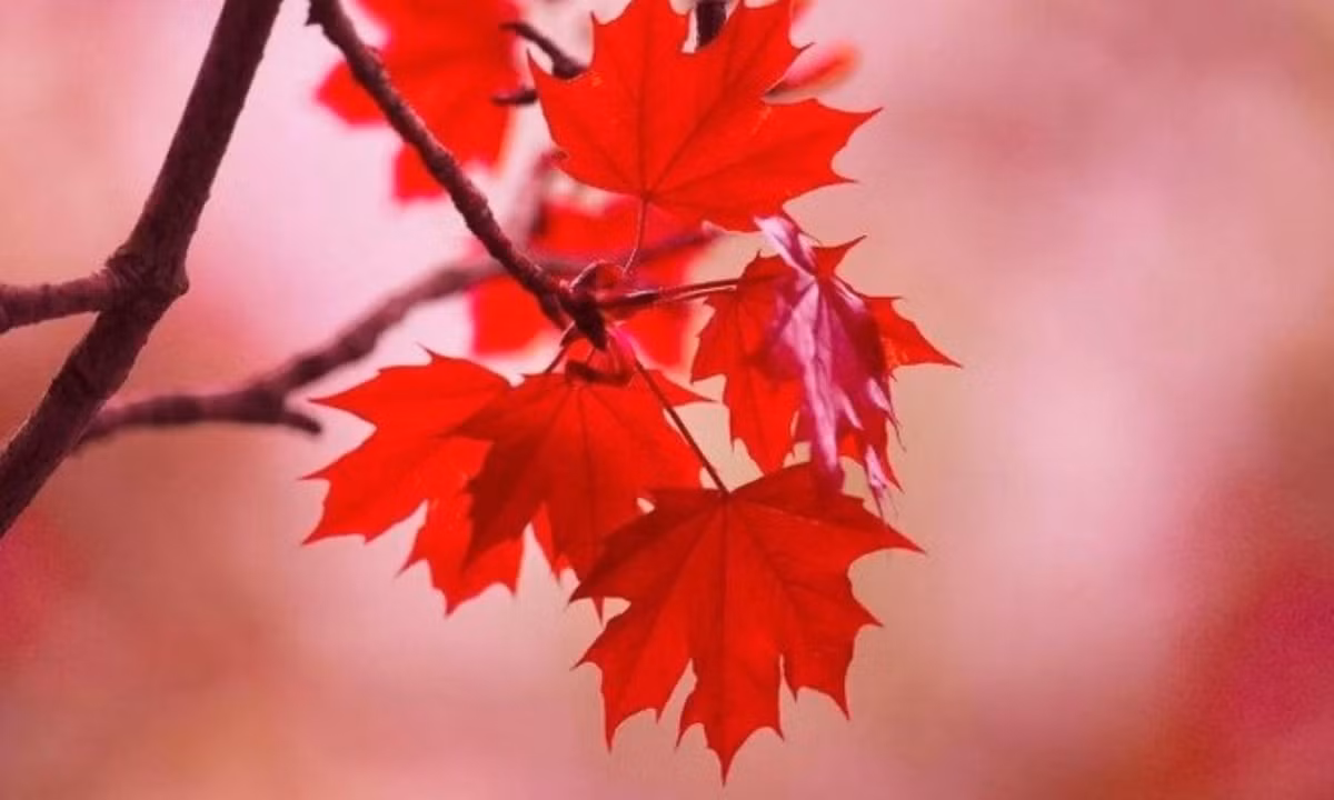 Trước khi chính thức trở thành biểu tượng trên quốc kỳ của Canada, hình ảnh chiếc lá phong trở nên thân thuộc và phổ biến, là biểu tượng của người Canada gốc Pháp. (Nguồn: mytour.vn)