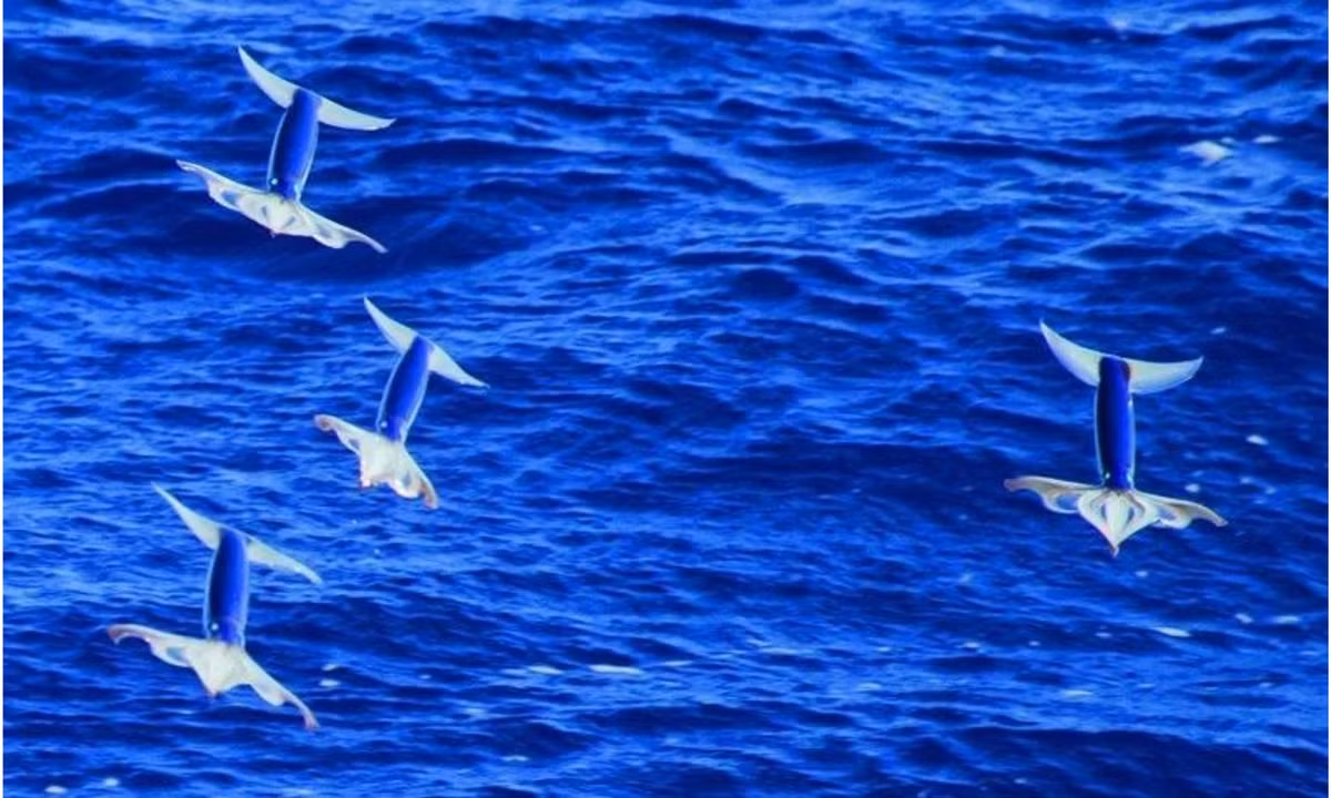 1. Mực ống bay: loài mực này còn có tên “mực bay Nhật Bản”, “mực bay Thái Bình Dương”, hay Todarodes pacificus có thể bay được khoảng 30m trên bề mặt nước để tránh kẻ thù và tiết kiệm năng lượng khi di cư. (Nguồn: Reddit)