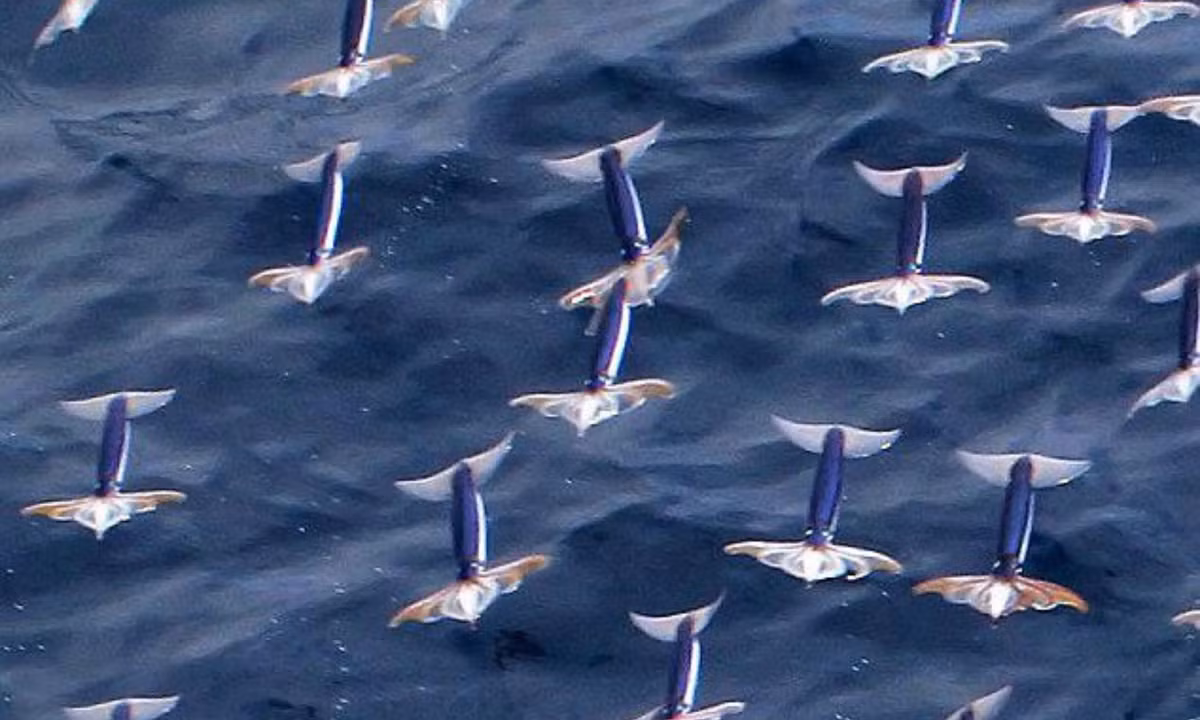  Loài mực bay này sống ở phía bắc của Thái Bình Dương, trong đó có vùng biển miền Trung Việt Nam. Thức ăn của chúng khi còn nhỏ là sinh vật phù du, khi trưởng thành chúng ăn cá và loài giáp xác, thậm chí là ăn thịt lẫn nhau. (Nguồn: Phys.org) 