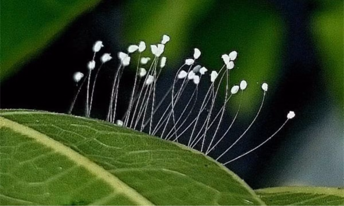 Những năm gần đây, không ít người dân xôn xao về một loại hoa màu trắng tinh khiết, nhỏ xíu, cánh mỏng manh xuất hiện trên những pho tượng lớn, thậm chí là tượng Phật tại nhiều ngôi chùa trên khắp thế giới. Người ta đồn thổi rằng, đây chính là Ưu Đàm Bà La Hoa cực kỳ quý, phải may mắn lắm mới có thể thấy hoa xuất hiện bởi 3.000 năm mới nở một lần.