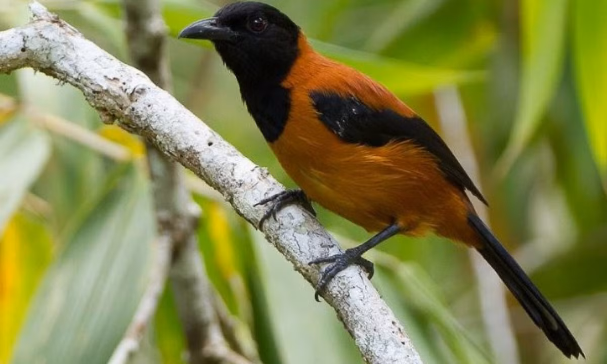 Người Melanesia ở Papua New Guinea từ lâu đã biết tránh xa loài chim pitohui, nhưng đối với thế giới phương Tây, khả năng sở hữu độc của loài chim này chỉ được phát hiện một cách tình cờ chỉ hơn ba thập kỷ trước. (Nguồn: VietnamPlus)
