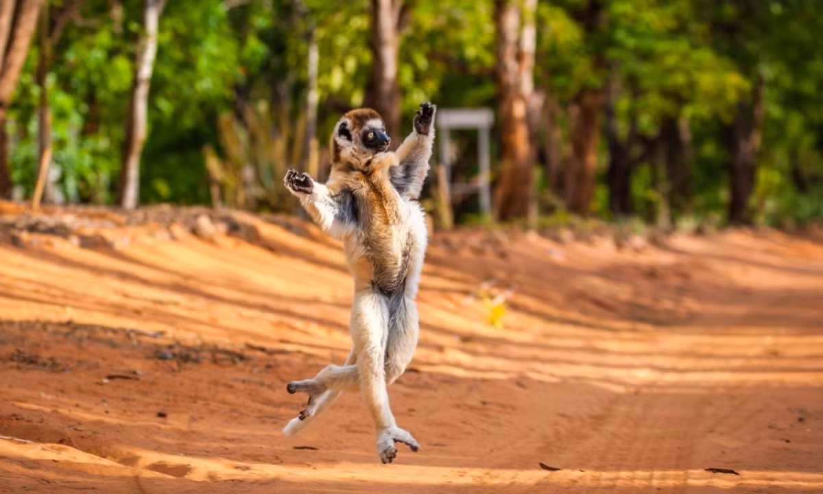 Vào những lúc phải tụt xuống mặt đất, Sifaka di chuyển theo kiểu "phi nước đại bằng 2 chân", trong đó các chi sau của chúng đi khệnh khạng còn các chi trước thì giơ lên cao trong không khí nhằm giữ thăng bằng. (Nguồn: HuffPost UK)