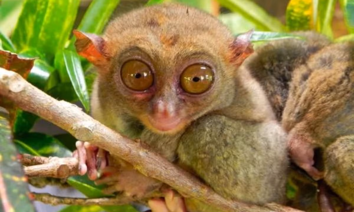 5. Sở hữu mắt to bằng não: loài khỉ Tarsier, có nguồn gốc từ Đông Nam Á, nhiều khả năng sở hữu diện mạo giống sinh vật ngoài hành tinh nhất. Mắt của chúng rất to. Các mắt của khỉ Tarsier cố định trong hốc mắt, đồng nghĩa với việc chúng phải xoay đầu để nhìn xung quanh mình. (Nguồn: Kenh14)