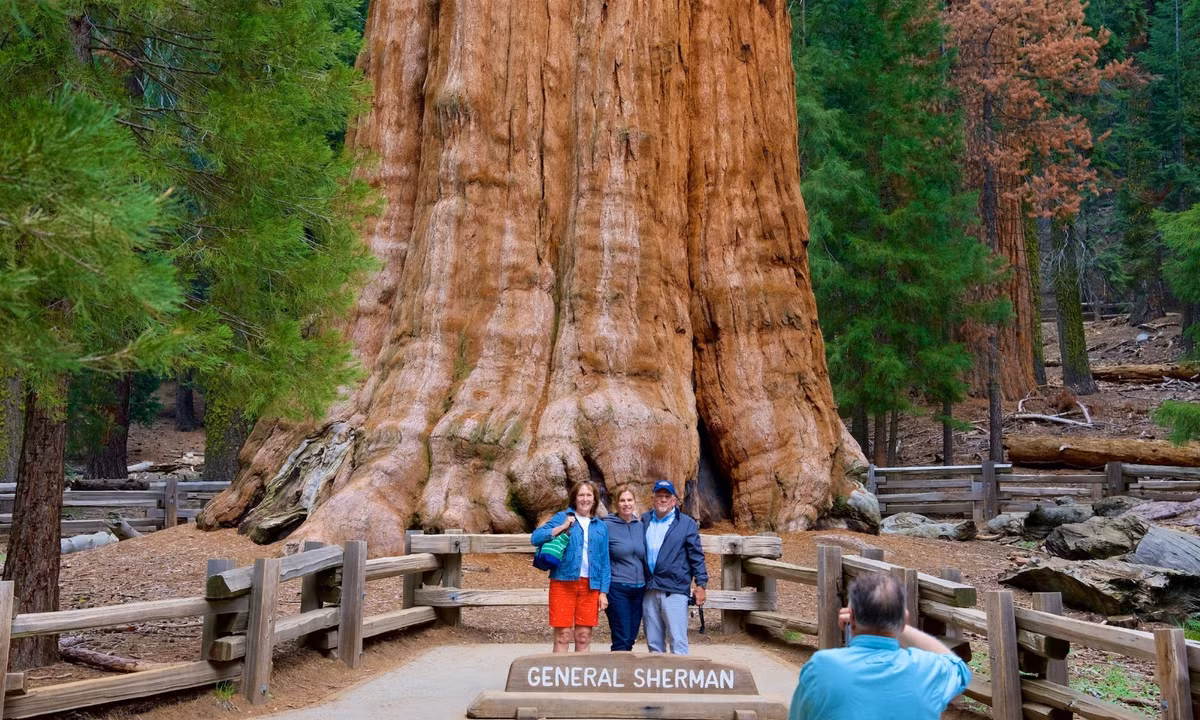 1. Cây General Sherman – 2000 năm tuổi: là loài cây thuộc họ thông và có nguồn gốc từ Ai Cập cách đây hơn 4000 năm, nó có tên ban đầu là Sequoia.