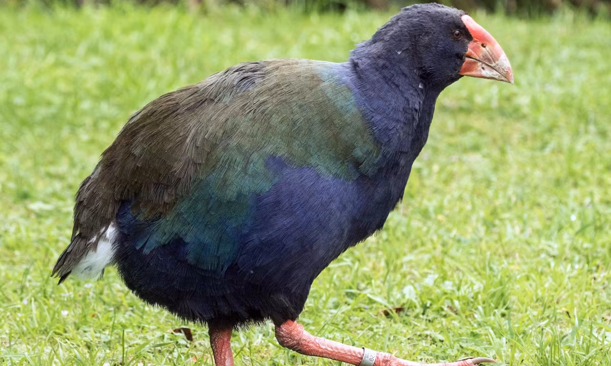 7. Chim Takahes: là loài chim không biết bay sinh sống chủ yếu ở New Zealand, chúng có đôi cánh khá yếu và ngắn nên không thể bay lượn tự do được. Khả năng sinh sản kém cùng quá trình phát triển chậm khiến chúng đang đứng trước nguy cơ tuyệt chủng. (Nguồn: eBird)