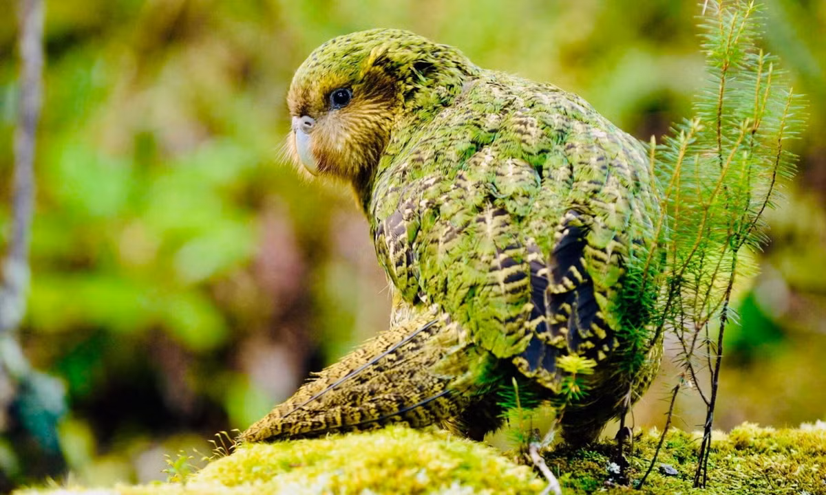 2. Vẹt Kakapo: là loài vẹt đêm quý hiếm, được tìm thấy tại New Zealand. Tuy là loài vẹt to lớn nhất thế giới với cân nặng lên đến 4kg, thế nhưng đôi cánh của chúng lại rất nhỏ bé. (Nguồn: Redsvn.net)