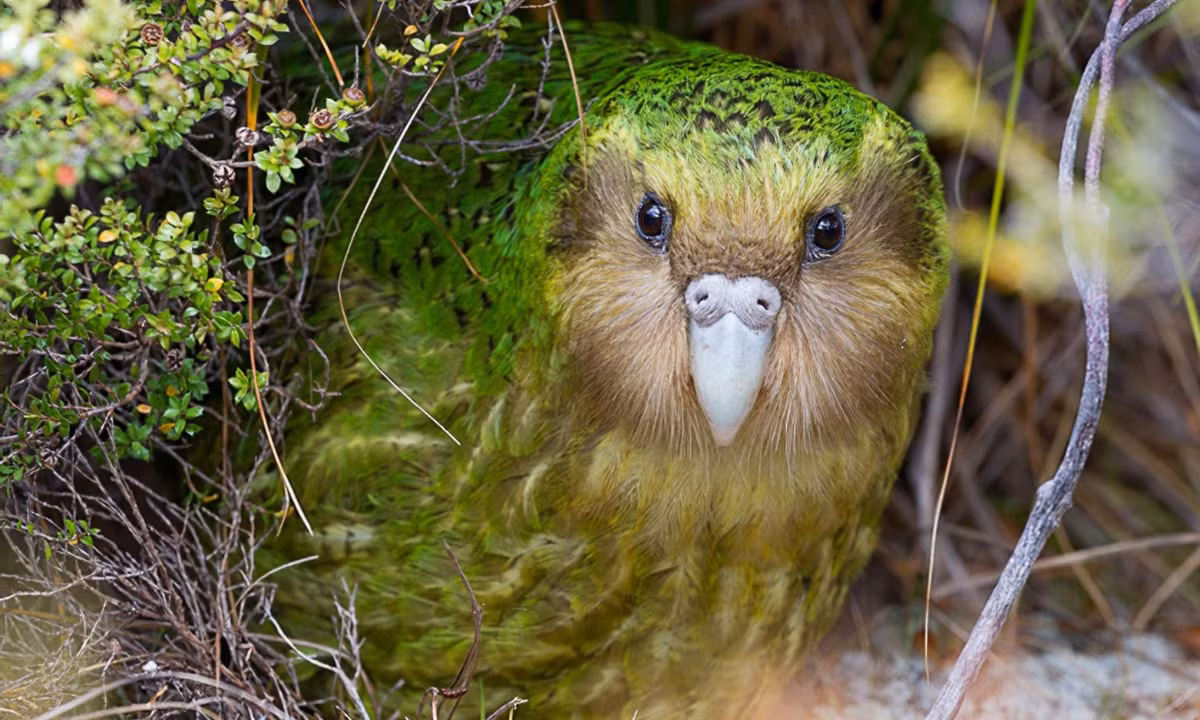  Kakapo là loài vẹt duy nhất trên thế giới không biết bay, có lông màu xanh lục sáng và mặt hơi giống cú mèo. (Nguồn: eBird)