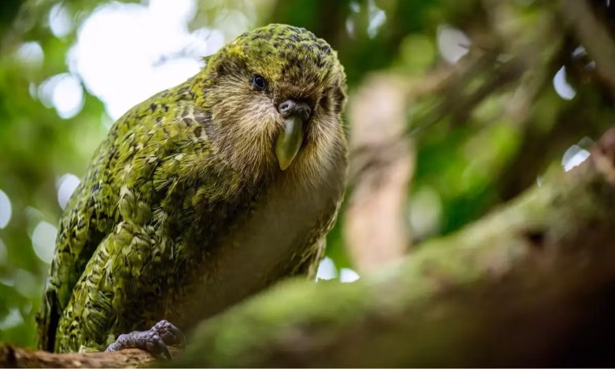 Vẹt Kakapo hầu hết sống ở trong rừng, những nơi có nhiều bụi cỏ, bụi đất. Một đặc tính kỳ quặc của những chú "cú đêm" này là chúng hoàn toàn "ăn chay". Thay vì ăn thịt, chúng ăn hạt hạnh nhân và các loại quả cây Muselin, Rimu, Matai, Totara… (Nguồn: Redsvn.net)