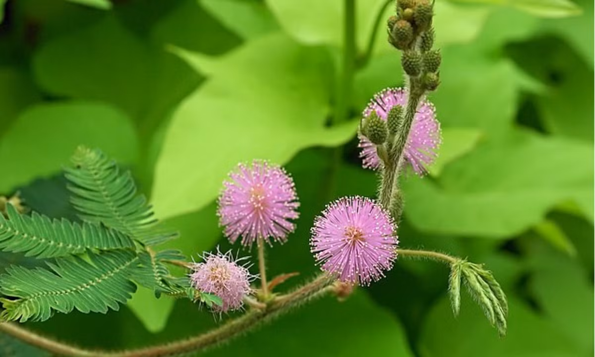 1. Cây trinh nữ (cây xấu hổ): có tên khoa học là Mimosa pudica, đây là loài cây gắn bó với tuổi thơ của nhiều người. Khi gặp tác động từ bên ngoài, lá cây trinh nữ có khả năng tự "thu gọn" mình lại, chính vì vậy mà chúng được gọi là cây xấu hổ. (Nguồn: Wikipedia)