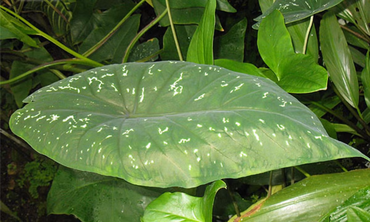 7. Cây mù tạt: cùng họ với rau cải thường bị các con sâu bướm ăn lá cây. Để đối phó, chúng sản sinh một chất hóa học đặc biệt để lôi kéo những con ong bắp cày ký sinh tới gần để tiêu diệt kẻ thù ngay sau khi xuất hiện trứng sâu bướm để kịp thời ngăn chặn nguy cơ bị ăn. (Nguồn: toptropicals.com)