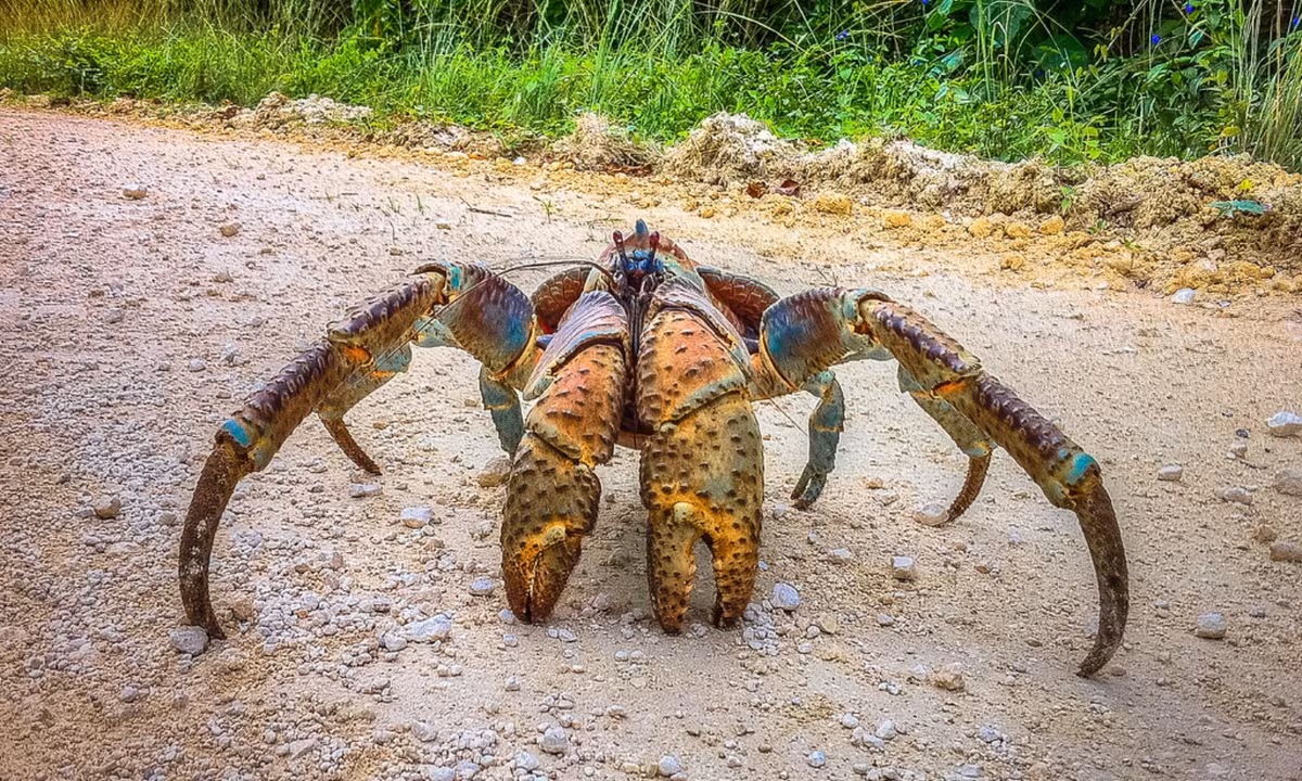 Những con cua trưởng thành không có vỏ để trú ngụ và phải dựa vào lớp vỏ ngoài cứng tạo từ canxi hóa, có tác dụng bảo vệ kém hơn. Do đó, chúng cần phát triển cặp càng khỏe để xua đuổi kẻ thù. (Nguồn: Flickr)