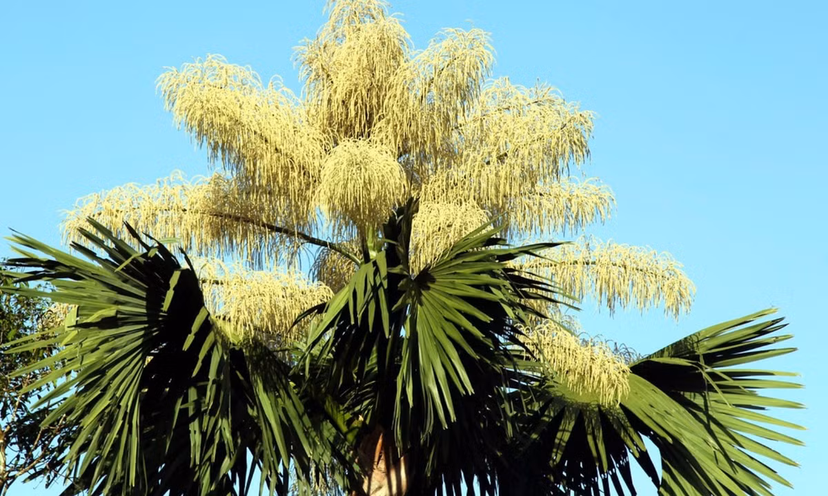 1. Cọ Talipot: 30 - 80 năm/lần. Được coi là cây quốc gia tại Sri Lanka. Đây cũng là một loài cọ khổng lồ, có chiều cao lên tới 25m, đường kính thân cây là 1- 1,5m. Cọ Talipot cũng là loài đạt kỉ lục về cụm hoa lớn nhất, dài từ 6 - 8 m với hàng triệu bông hoa. (Nguồn: Flickr)