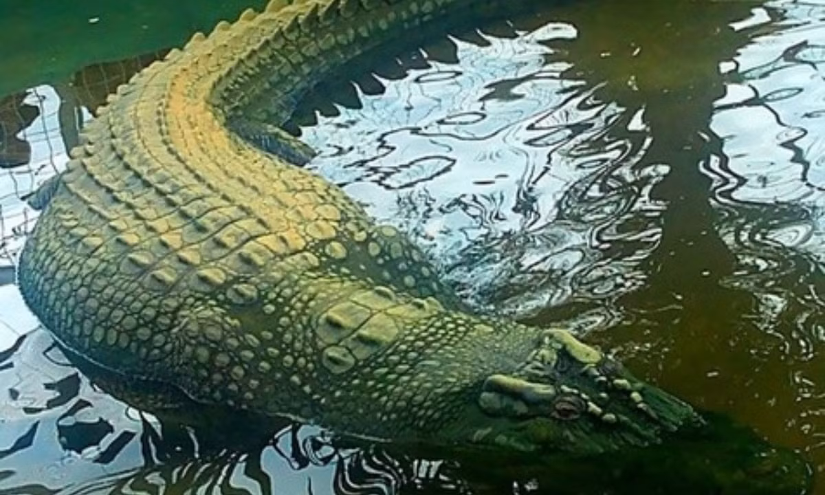 Lolong đến nay vẫn được xem là con cá sấu nước mặn lớn nhất thế giới. Quái thú bò sát khổng lồ này bị nghi ngờ là thủ phạm gây ra một số vụ giết người trước khi nó bị người dân bắt sống. (Nguồn: Wikipedia)