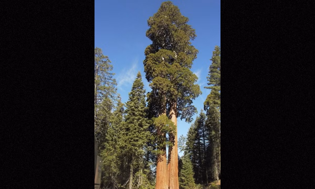 9. Paradox – 112.56 m (369.2 ft), USA: nó hiện được biết là cao đến 100 mét. Cây vân sam Bắc Mỹ có tuổi thọ dài, và một số cá thể đã hơn 700 tuổi. Chúng không yêu cầu cao về môi trường sống và phát triển nhanh chóng, mỗi năm có thể tăng thêm 1,5 mét. (Nguồn: Pinterest)