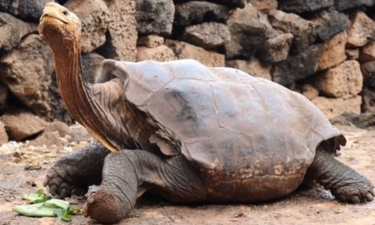2. Rùa Galápagos: sống ở quần đảo Galápagos nằm về phía tây Ecuador ở Nam Mỹ. Chúng là loài có kích thước lớn nhất trong dòng họ với cân nặng khoảng 227kg và dài khoảng 1,8 m, đạt tuổi thọ hơn 150 tuổi. (Nguồn: VTV)