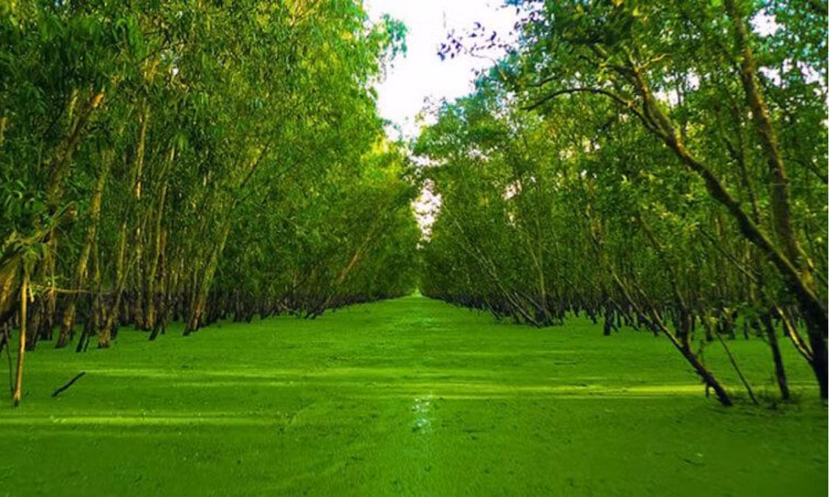 Toàn bộ khu rừng có diện tích là 850ha, là nơi sinh sống của 140 loài thực vật, 11 loại thú và 23 loại cá trong đó có một số loại quý hiếm như: cò Ấn Độ, cá còm, cá trê trắng… (Nguồn: Bách Hóa xanh)