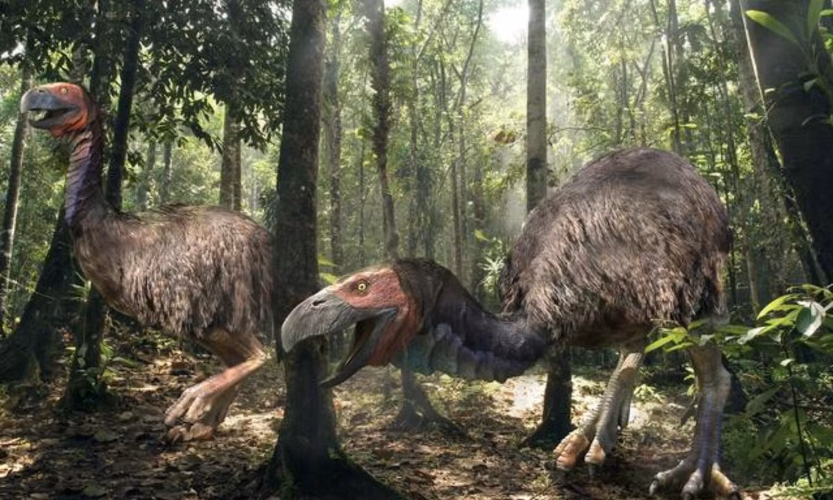 7. Chim ăn thịt Phorusrhacidae: đây là loài chim khổng lồ ăn thịt ở Nam Mỹ, Loài này sống ở thời Miocen. Con chim có đầu to bằng đầu ngựa, mỏ quặp như mỏ chim đại bàng. Phorusrhacidae không "ngán" bất cứ sinh vật nào khi cơn đói của chúng tìm đến.