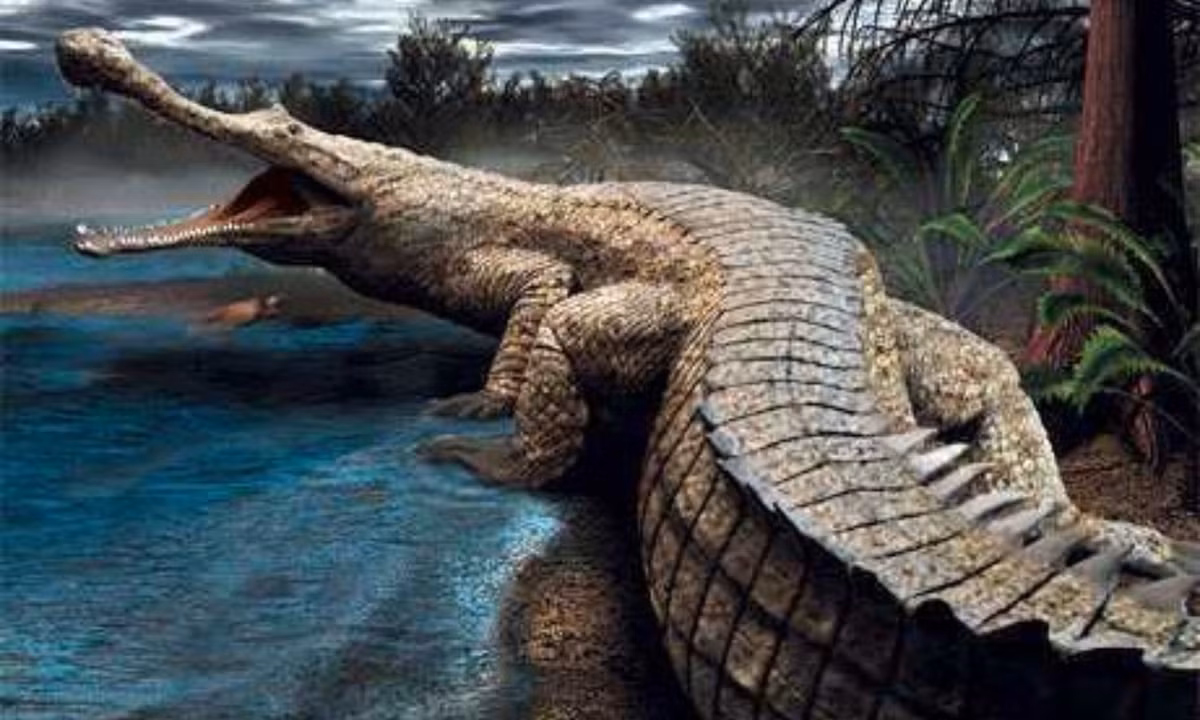 9. Cá sấu cổ đại Sarcosuchus: có kích thước dài gần gấp đôi một con cá sấu hiện đại và nặng khoảng 8 tấn. Sarcosuchus có một cái mõm dài, chiếm tới 75% kích thước hộp sọ, với 35 chiếc răng ở mỗi bên hàm trên và 31 ở mỗi bên hàm dưới. (Nguồn: VTC News)