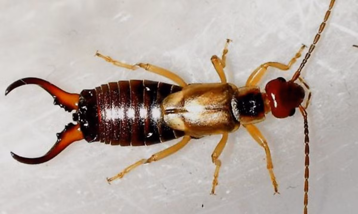 8. Loài Earwigs Châu Âu: Thuộc bộ Dermaptera và có tên khoa học là Forficula auricularia, ngoài ra người ta còn gọi chúng là bộ sâu tai. Chúng thường sống ở những nơi ẩm ướt và điểm đặc biệt ở loài côn trùng này chính là hai gọng kìm ở phía đuôi của chúng. (Nguồn: Bùi Xuân Phượng).