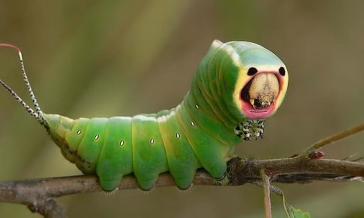 4. Loài sâu bướm Puss Moth: loài sâu này có khả năng ngụy trang đặc biệt nhằm hù dọa kẻ thù bằng những hình thái khuôn mặt đáng sợ. Không chỉ vậy, hai chiếc râu ở đuôi còn giúp chúng phun axit formic - một loại axit carbonxylic thường được tìm thấy trong nọc của kiến vào kẻ thù. (Nguồn: Báo Giáo dục và Thời đại Online).