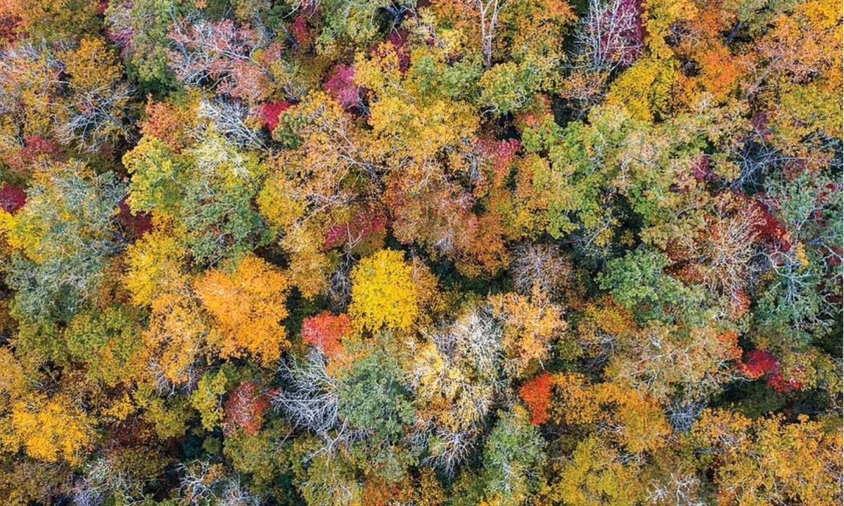 Rừng quốc gia Pisgah (Bắc Carolina, Mỹ) là một trong những rừng quốc gia đầu tiên ở miền Đông xứ cờ hoa. Khu rừng với đủ loại cây đa sắc màu tạo nên khung cảnh mê hoặc khi nhìn từ trên cao. (Nguồn: Shutterstock/Sean Pavone)