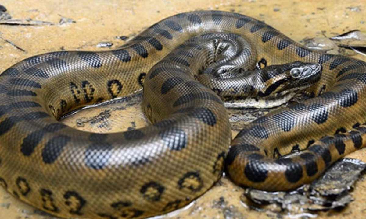 9. Trăn Anaconda: thuộc vào nhóm những loài rắn lớn nhất thế giới, trăn anaconda sống ở lưu vực sông và các vùng đất ẩm thuộc Nam Mỹ. Theo các nhà sinh vật học, tên gọi anaconda xuất phát từ tiếng Tamil có nghĩa là Kẻ giết voi. (Nguồn: Quantrimang.com)