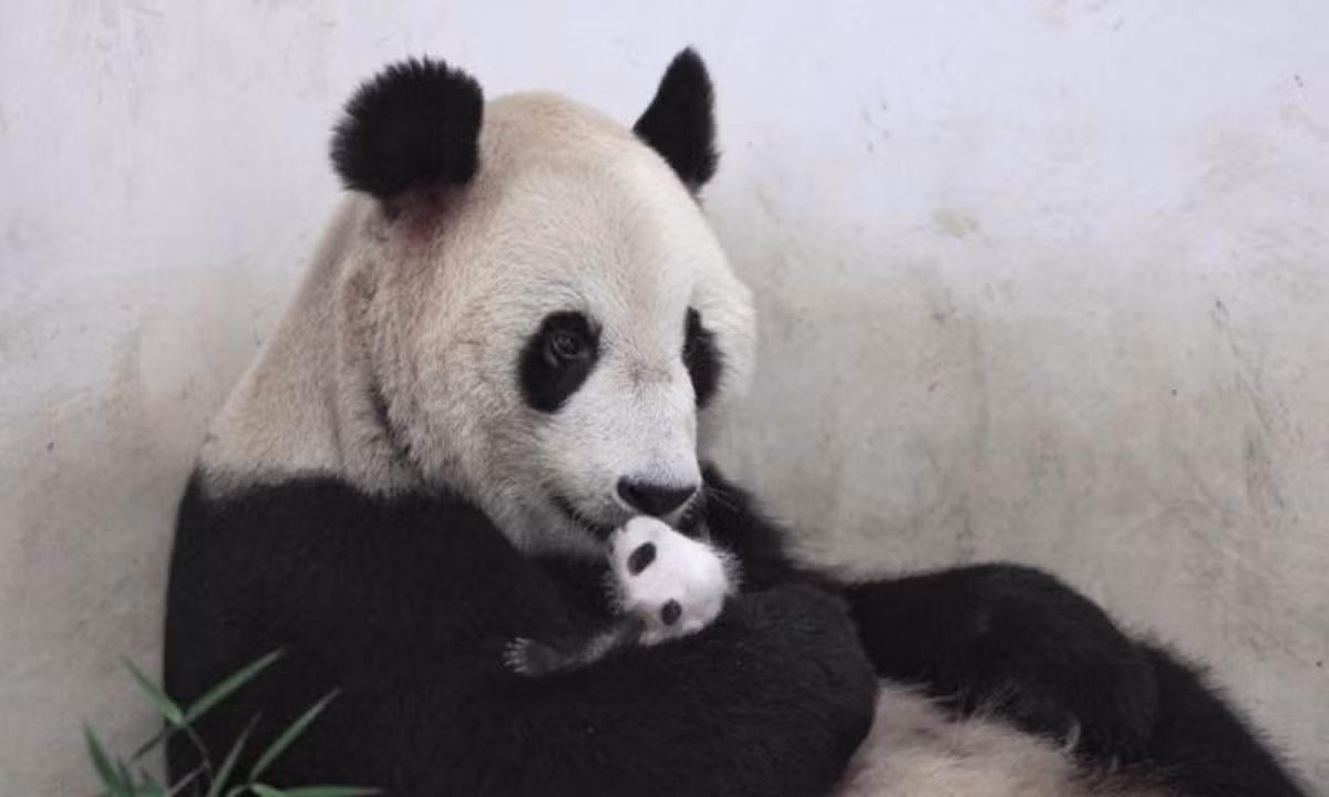 Gấu trúc rất cẩn thận khi chăm sóc đàn con mới sinh của chúng. Theo Quỹ Bảo vệ Thiên nhiên Quốc tế, những chú gấu trúc con sẽ sống cùng mẹ cho đến khi chúng được 18 tháng tuổi. 