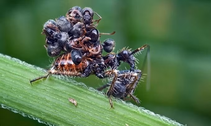 Bọ sát thủ Acanthaspis petax sắp xếp các xác chết con mồi trên lưng để ẩn mình khỏi những kẻ săn mồi. Cách làm này giúp chúng ít bị nhện tấn công hơn khoảng 10 lần. (Nguồn: Wikimedia)