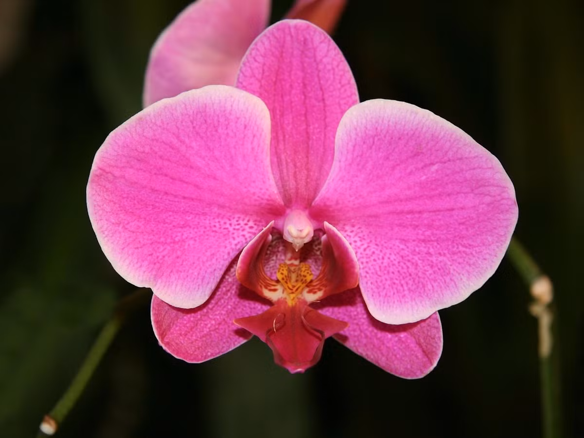 5. Hoa Phalaenopsis: loài hoa cực hiếm, chỉ mọc ở Thái Lan, Miến Điện và một số bộ phận của Ấn Độ với số lượng rất ít. Hoa Phalaenopsis có hình dạng chú chim màu hồng đang tung cánh bay là một loại cây trồng có nhựa thơm tuyệt vời. (Nguồn: wikpedia.org)