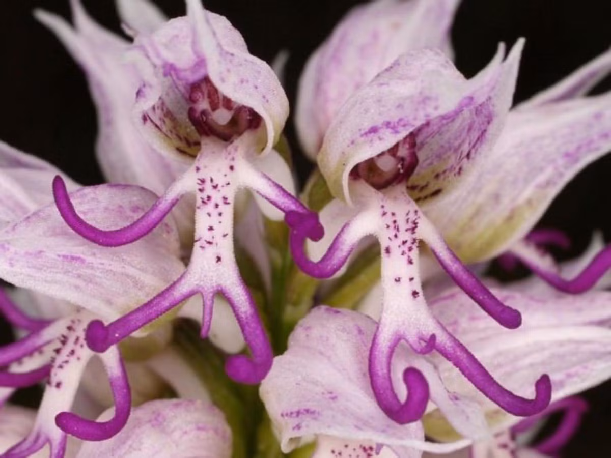 7. Hoa Orchis Italica: sinh trưởng chủ yếu ở Địa Trung Hải với các kích thước từ nhỏ đến lớn, hoa Orchis Italica khiến người ta liên tưởng đến hai anh chàng vũ công có mái tóc chất lừ đang chuẩn bị lên sân khấu. (Nguồn: toplist.vn)