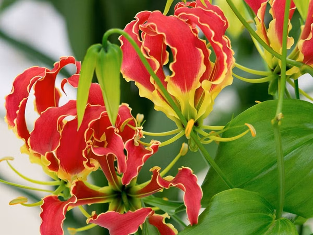 4. Flame Lily: loài hoa có cánh mảnh dài và lượn sóng giống như ngọn lửa, còn gọi là loa kèn lửa. Chúng được phát hiện ở những khu vực nhiệt đới thuộc châu Phi và châu Á. (Nguồn: tronghoa.net)