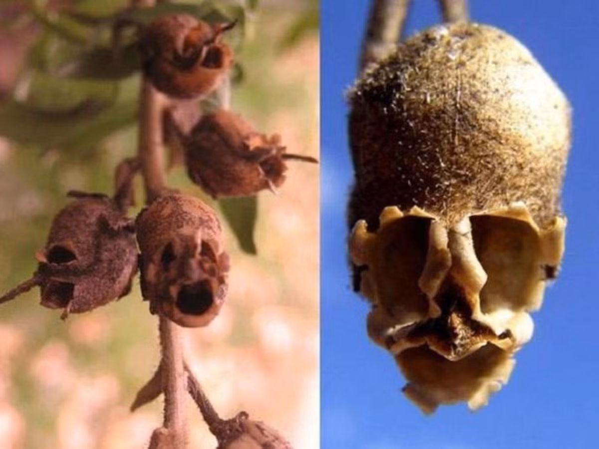 12. Hoa Semi di Antirrhinum (Hoa đầu lâu): vừa nhìn qua chắc hẳn bạn sẽ khẽ giật mình bởi hình dáng của những bông hoa giống như những chiếc đầu lâu người. Nó là loài cây kim ngư thảo, được tìm thấy tại những ngọn núi đá ở châu Âu, Mỹ và Bắc Phi. (Nguồn: eva.vn)