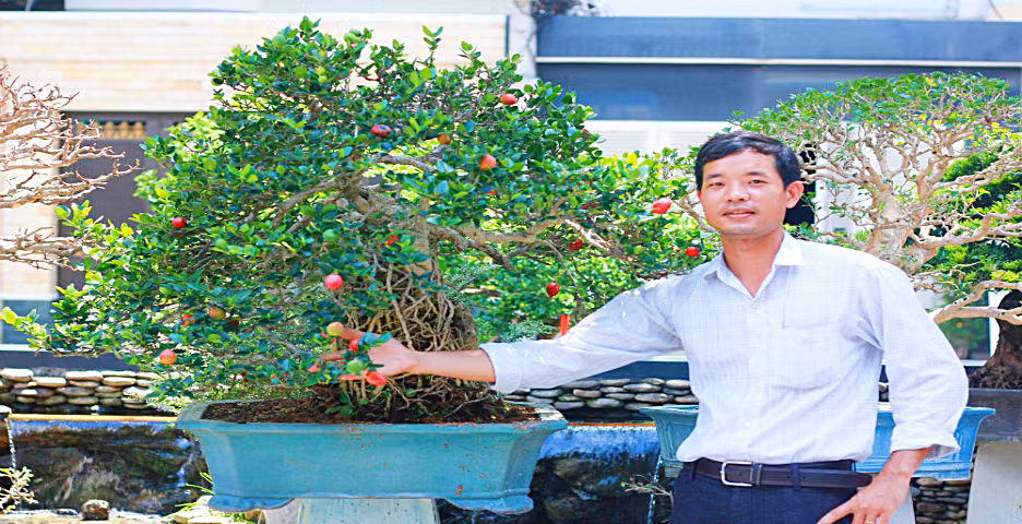 Trong phong thủy, cây siro mang ý nghĩa tài lộc dồi dào, đem lại sự may mắn, thịnh vượng... nên thường được ưa thích trồng thành bonsai mini, tạo nhiều dáng và thế khác nhau. Ảnh: Nguyễn Sáu.