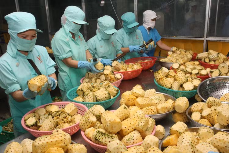 Không chỉ đạt dấu ấn tăng trưởng cao kỷ lục, năm 2017 cũng là năm đầu tiên ngành rau quả đã xuất siêu gần 2 tỉ USD. Ảnh minh hoạ