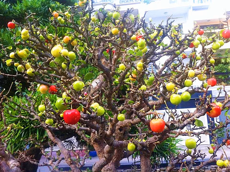 Ngoài ra, siro còn là một loại thực phẩm tốt cho sức khỏe, là nguyên liệu để chế biến rượu mứt các loại... Ảnh: Nguyễn Sáu.
