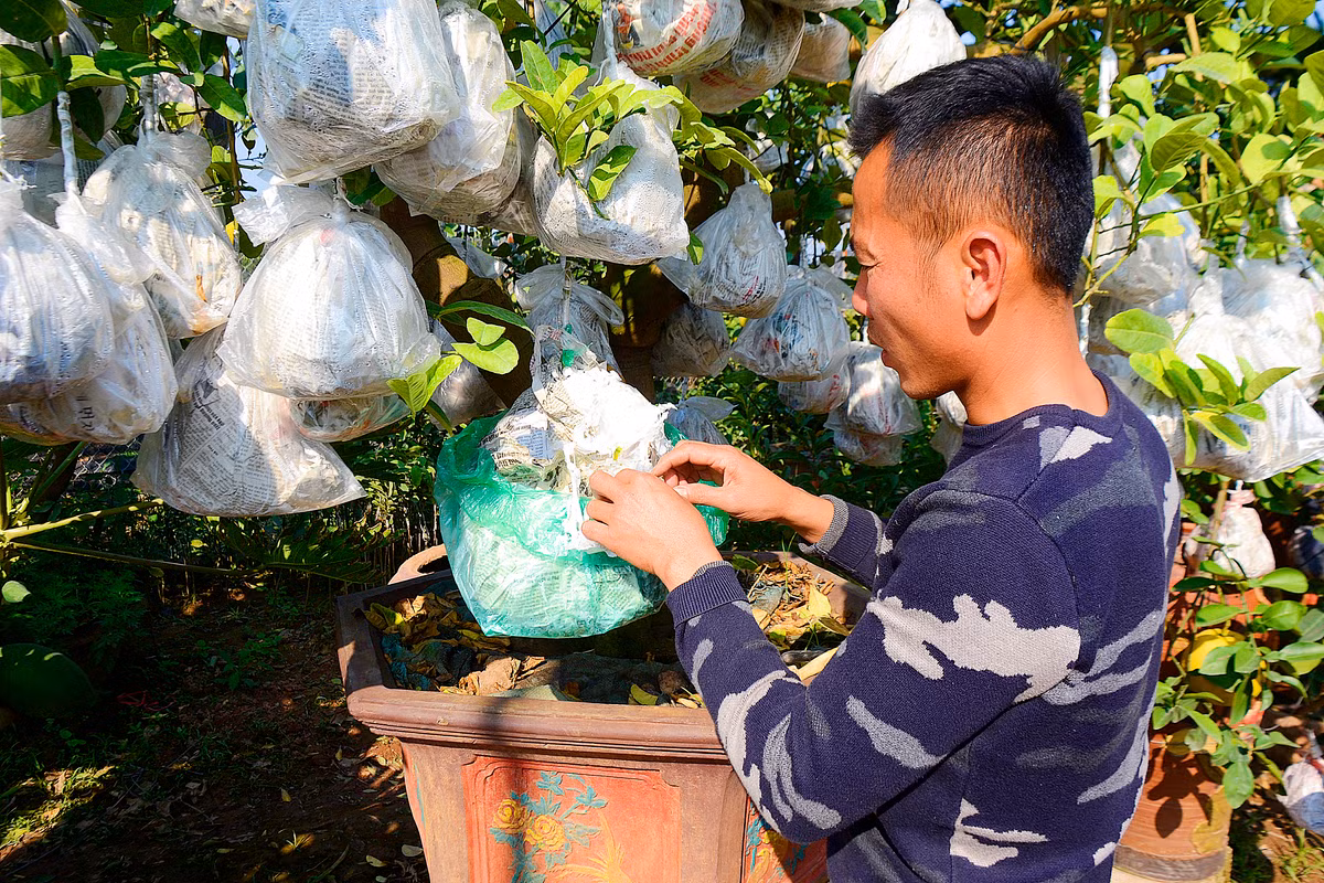 Cây cao chừng 2m, độ rộng của tán chừng 2.5m. Gốc cây tương đối lớn, chừng hơn 20cm.