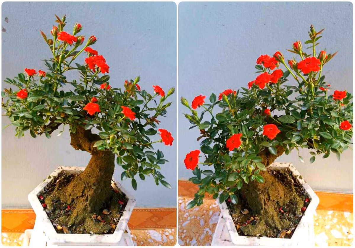 Loại hồng bon sai này có rất nhiều màu như hồng đỏ, hồng phớt, hồng vàng... Ảnh: FB Ngọc Mến