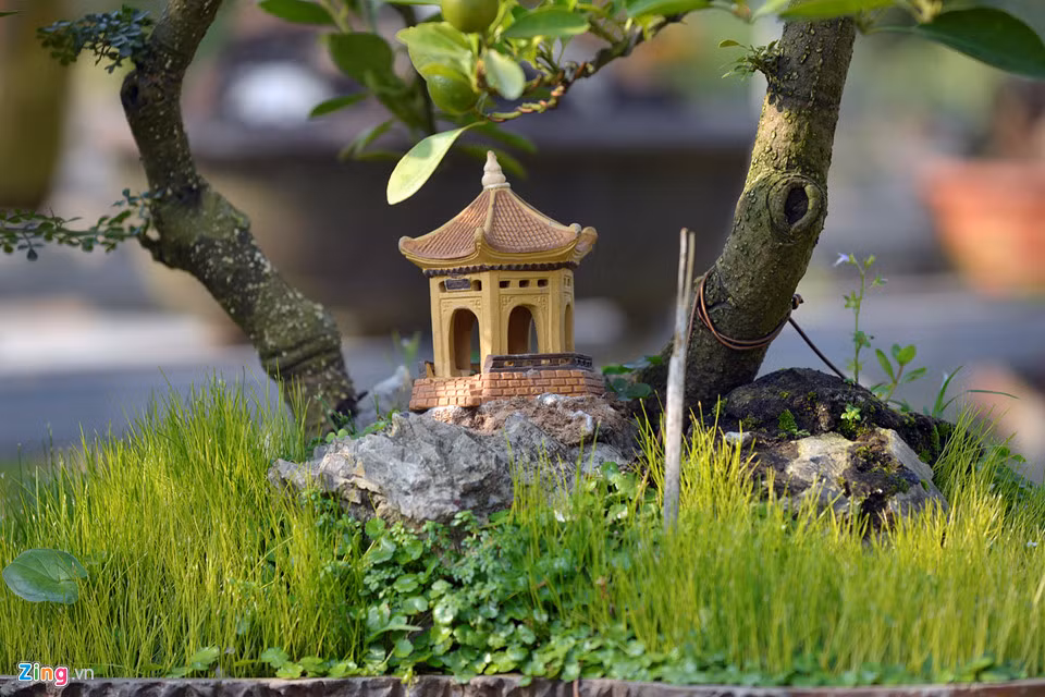 Việc định giá của người mua phụ thuộc vào nhiều yếu tố như thế cây, tuổi đời, lộc, hoa và số quả.