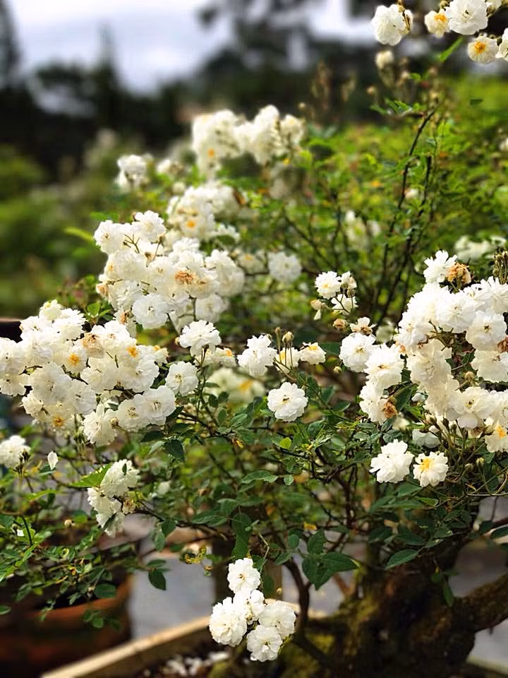 Hồng hồng bonsai kết hợp được yếu tố sắc hoa của hồng với dáng đẹp của bonsai, cho ra được các sản phẩm đẹp mắt, nhiều hoa khiến giới yêu hoa rất yêu thích. Ảnh: FB Hoa hồng Bonsai