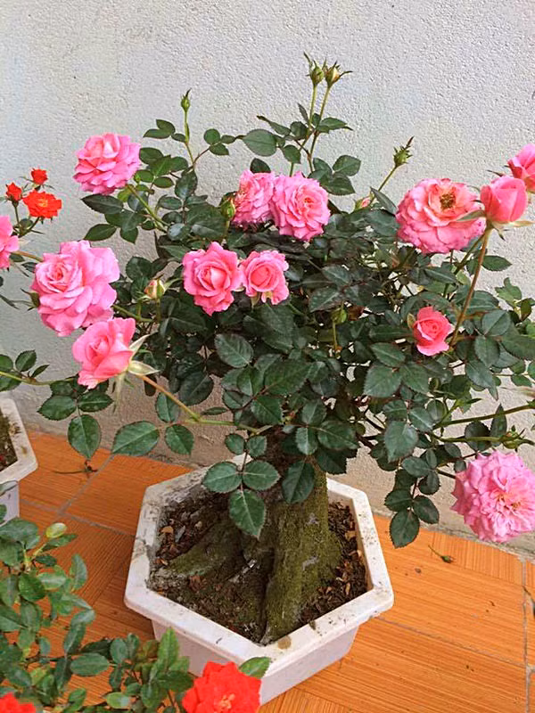 Hoa hồng bonsai chứa đựng cả sự tinh tế và độc đáo. Ảnh: hoadepvietnam.com