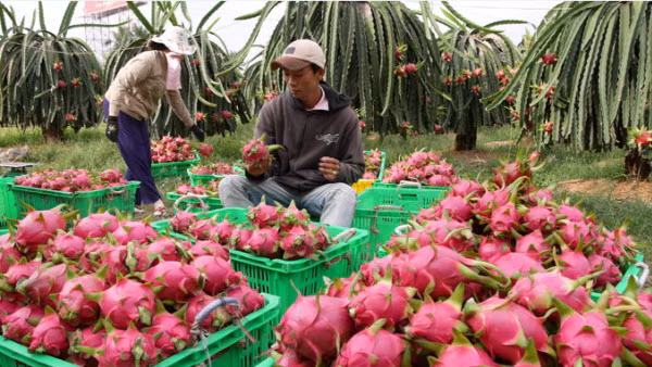 Trái thanh long tươi của Việt Nam hiện đã xuất khẩu vào nhiều thị trường trên thế giới. Ảnh minh hoạ