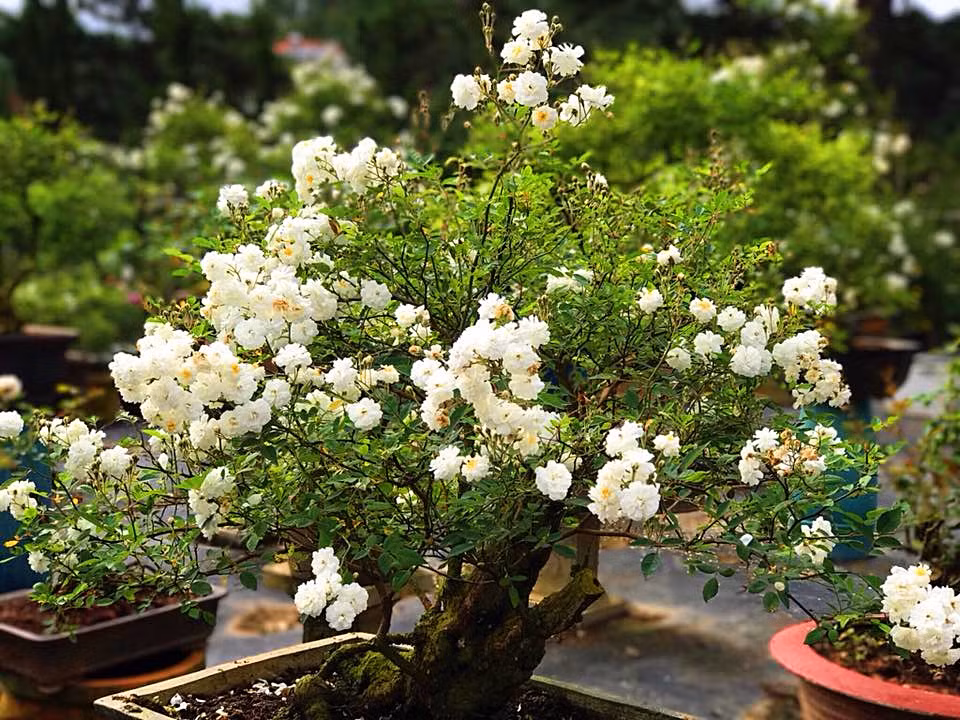 Hoa hồng bonsai đang là xu hướng chơi hồng mới ở nước ta. Bonsai thường là dáng cây nhỏ, thế cây đẹp mắt, gốc cây cổ thụ, xù xì. Ảnh: FB Hoa hồng Bonsai