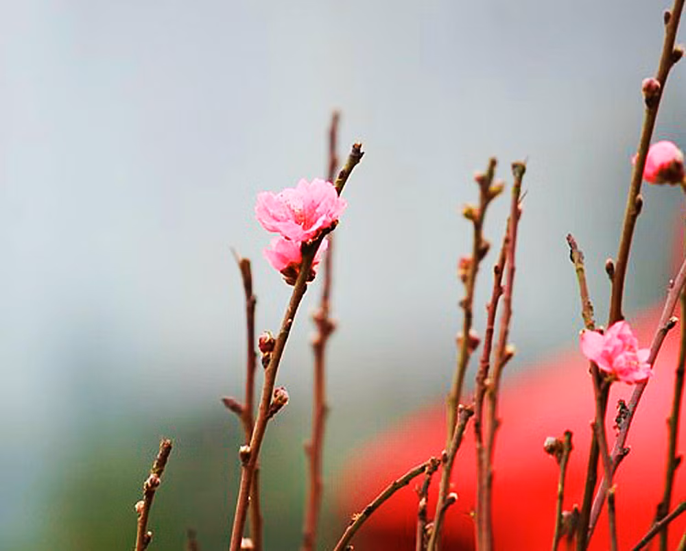Những nụ đào lốm đốm khiến nhiều người có cảm giác không khí Tết đã thật gần.