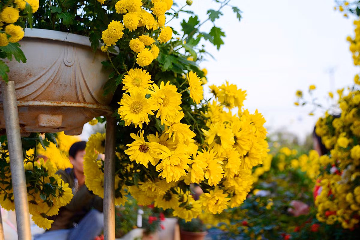 Vì thế, cúc vàng rất được khách ưa chuộng mỗi dịp Tết về.