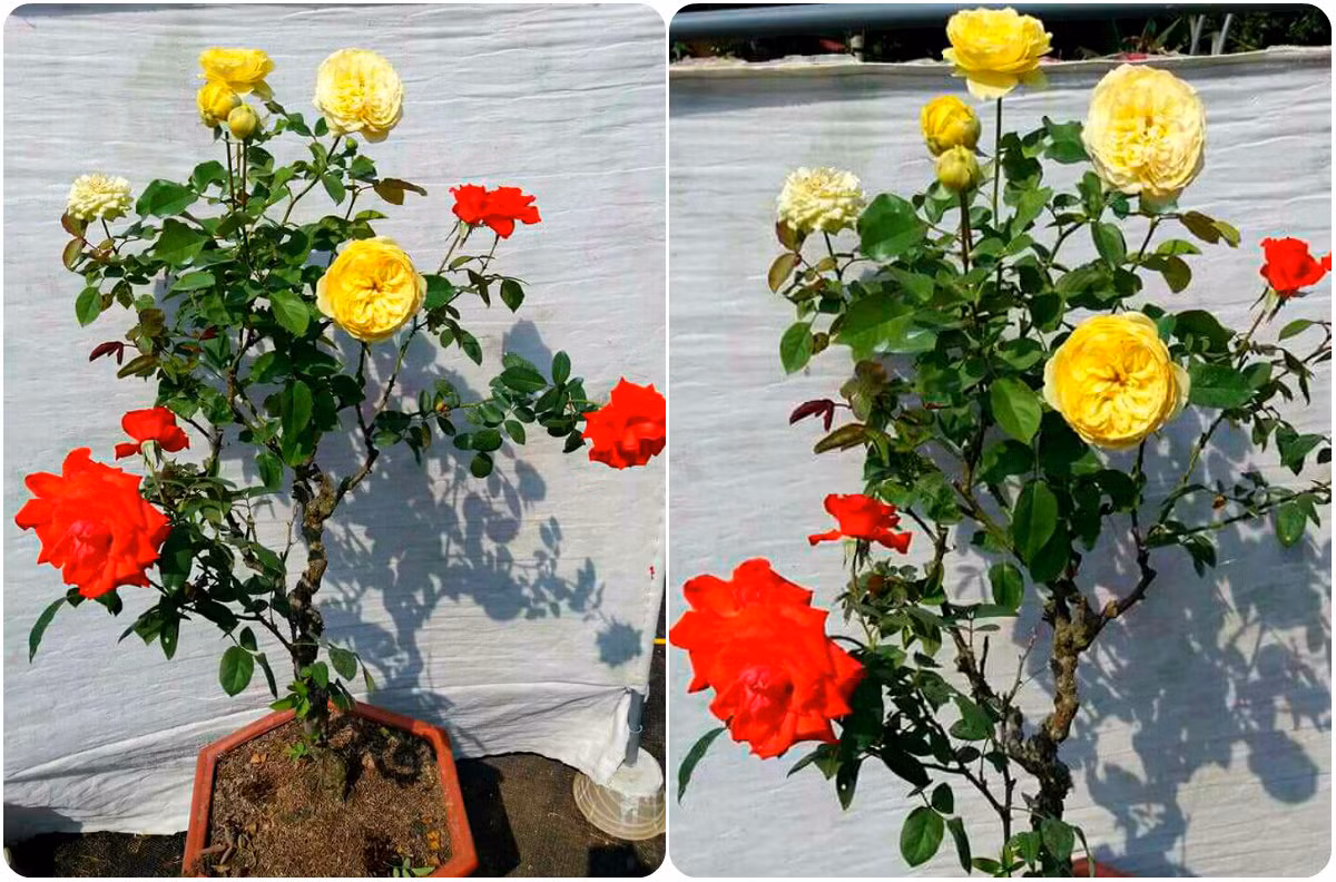 Hồng bonsai ghép 3 màu có giá đổ buôn từ 1.300.000 - 2.000.0000 đồng/cây tùy loại. Ảnh: FB Ngọc Mến