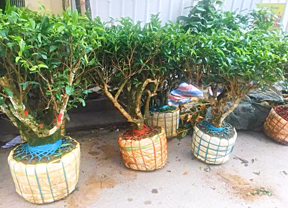 Hiện bonsai được rao bán trên mạng khá rầm rộ. Những cây trà xanh bonsai mini có giá từ vào trăm nghìn đến 1 triệu đồng/cây tùy kích cỡ, loại cây. Ảnh: FB Phuong Milk‎.