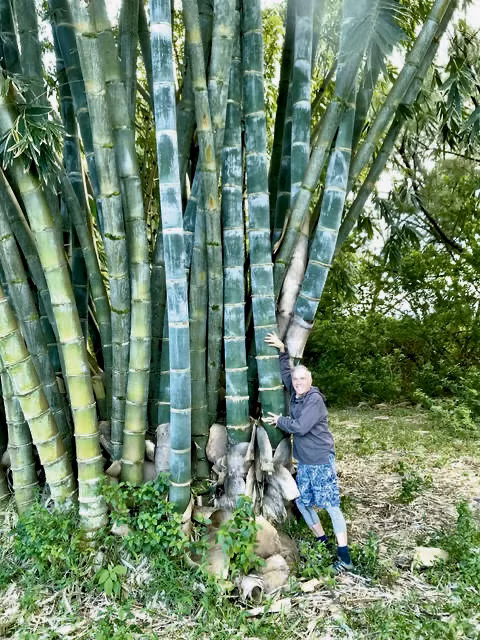 Có nguồn gốc từ Đông Nam Á, tre Dendrocalamus giganteus còn được gọi là Tre Rồng hay tre khổng lồ. Đây là một trong những giống tre cao nhất thế giới khi có thể cao tới 50m (tương đương tòa nhà 10 tầng).